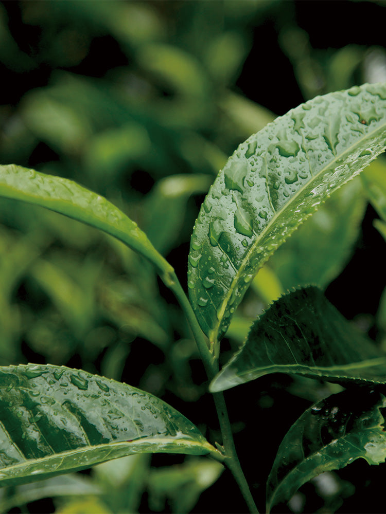 LOA	[THE Fragrance] Green　Tea 500ml（追加）